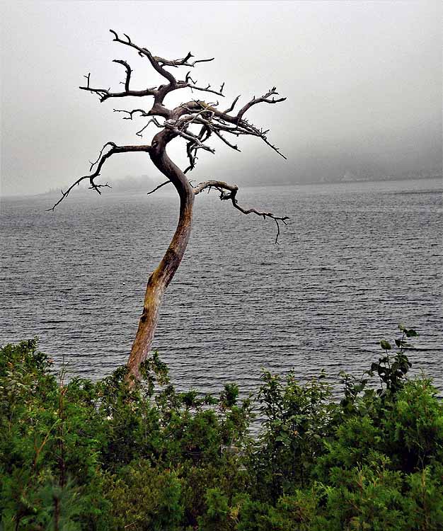 stand alone tree 